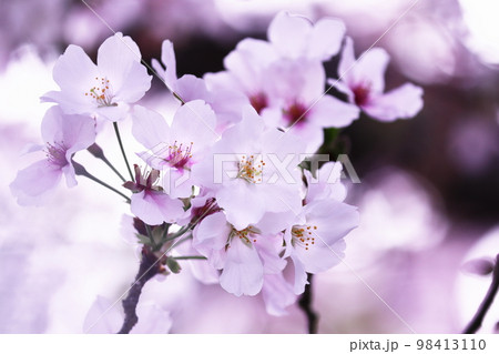 春の美しい桜 98413110