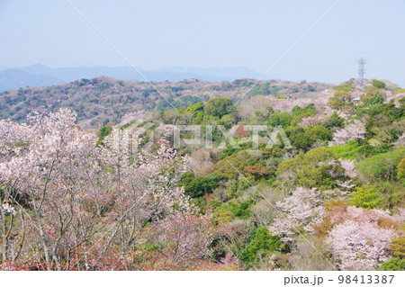 徳島市 桜の咲く眉山公園 徳島市 桜の咲く眉山公園 98413387