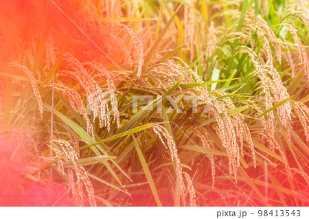美味しいお米・稲穂クローズアップ「彼岸花の里(菊池市旭志伊坂区)」 美味しいお米・稲穂クローズアップ「彼岸花の里(菊池市旭志伊坂区)」 98413543