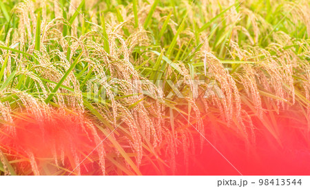 美味しいお米・稲穂クローズアップ「彼岸花の里（菊池市旭志伊坂区）」 98413544