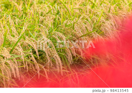 美味しいお米・稲穂クローズアップ「彼岸花の里（菊池市旭志伊坂区）」 98413545