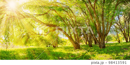 Background of the morning sunrise in natural wilderness park in spring. 98413591