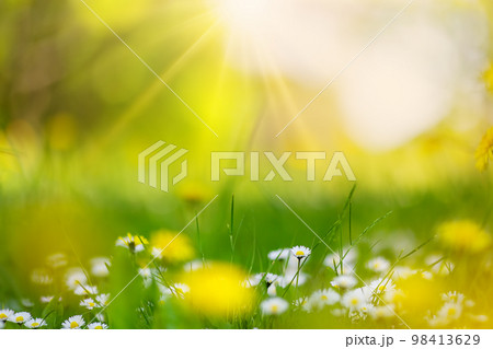Macro photography of the flowering field of daisies and dandelions in spring. Macro photography of the flowering field of daisies and dandelions in spring. 98413629