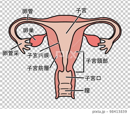 子宮（文字あり） 98413839