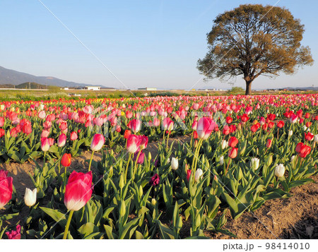 直方河川敷公園のチューリップ畑 福岡県直方市 殿町 直方河川敷公園のチューリップ畑 福岡県直方市 殿町 98414010