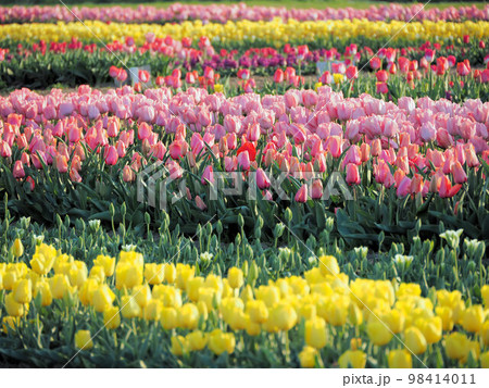 直方河川敷公園のチューリップ畑 福岡県直方市 殿町 直方河川敷公園のチューリップ畑 福岡県直方市 殿町 98414011