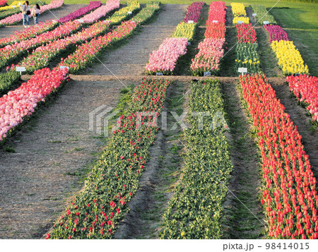 直方河川敷公園のチューリップ畑　 福岡県直方市 殿町 98414015