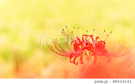 美しい彼岸花クローズアップ(背景は稲穂・田園風景)「彼岸花の里（菊池市旭志伊坂区）」 98414141