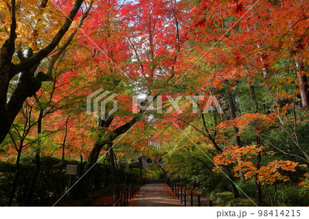 京都府長岡京市粟生西条ノ内　 紅葉の名所　西山浄土宗総本山光明寺の境内のもみじ参道 98414215