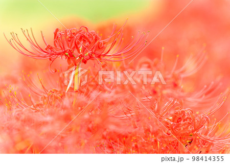 美しい彼岸花クローズアップ(背景は田園風景)「彼岸花の里（菊池市旭志伊坂区）」 98414355