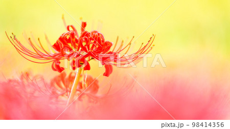 美しい彼岸花クローズアップ(背景は田園風景)「彼岸花の里（菊池市旭志伊坂区）」 98414356