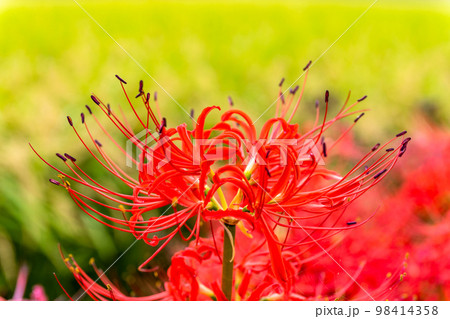 美しい彼岸花クローズアップ(背景は田園風景)「彼岸花の里（菊池市旭志伊坂区）」 98414358