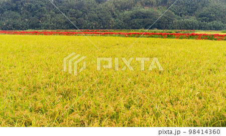 美しい稲穂・田園風景と彼岸花「彼岸花の里(菊池市旭志伊坂区)」 美しい稲穂・田園風景と彼岸花「彼岸花の里(菊池市旭志伊坂区)」 98414360