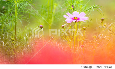 美しいコスモスの花と彼岸花前ボケイメージ「彼岸花の里(菊池市旭志伊坂区)」 美しいコスモスの花と彼岸花前ボケイメージ「彼岸花の里(菊池市旭志伊坂区)」 98414438