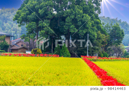 美しい彼岸花と田園風景「彼岸花の里(菊池市旭志伊坂区)」 美しい彼岸花と田園風景「彼岸花の里(菊池市旭志伊坂区)」 98414463