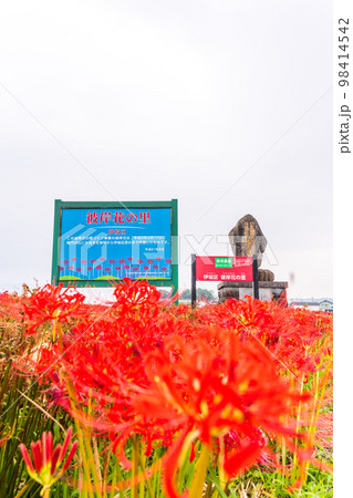 案内版・説明版と彼岸花風景「彼岸花の里（菊池市旭志伊坂区）」 98414542