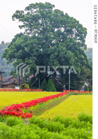 稲穂・田園風景と彼岸花風景「彼岸花の里（菊池市旭志伊坂区）」 98414635