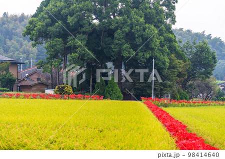 稲穂・田園風景と彼岸花風景「彼岸花の里(菊池市旭志伊坂区)」 稲穂・田園風景と彼岸花風景「彼岸花の里(菊池市旭志伊坂区)」 98414640