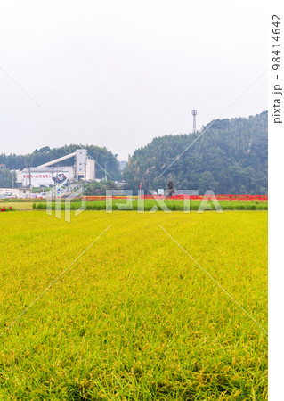 稲穂・田園風景と彼岸花風景「彼岸花の里（菊池市旭志伊坂区）」 98414642