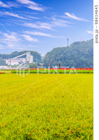 稲穂・田園風景と彼岸花風景「彼岸花の里（菊池市旭志伊坂区）」 98414645