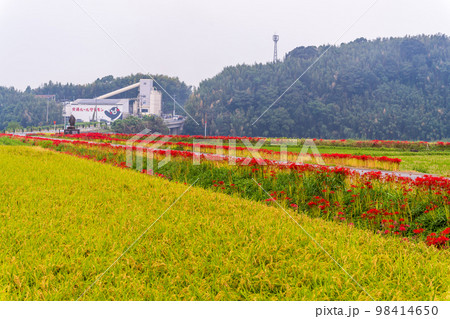 稲穂・田園風景と彼岸花風景「彼岸花の里(菊池市旭志伊坂区)」 稲穂・田園風景と彼岸花風景「彼岸花の里(菊池市旭志伊坂区)」 98414650