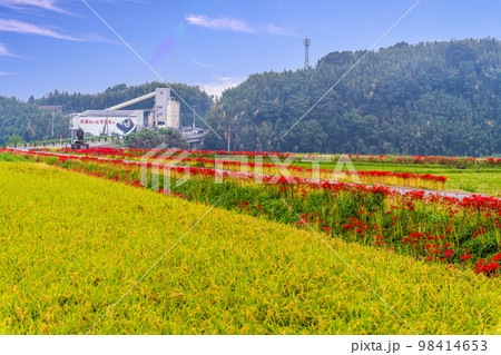 稲穂・田園風景と彼岸花風景「彼岸花の里（菊池市旭志伊坂区）」 98414653
