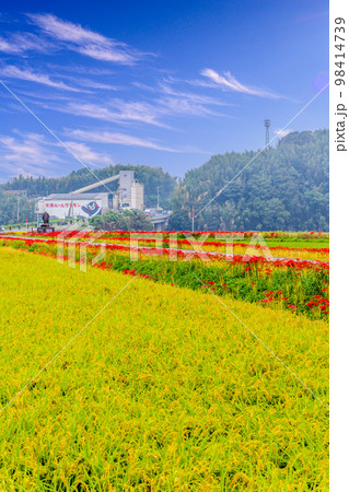 秋景色　稲穂・田園風景と彼岸花風景「彼岸花の里（菊池市旭志伊坂区）」 98414739