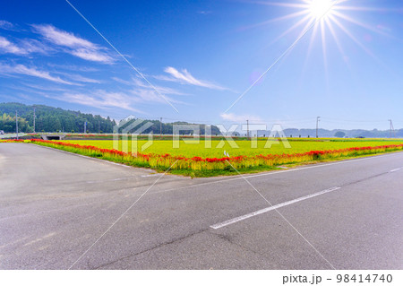 秋景色　稲穂・田園風景と彼岸花風景「彼岸花の里（菊池市旭志伊坂区）」 98414740