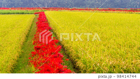 秋景色　稲穂・田園風景と彼岸花風景「彼岸花の里（菊池市旭志伊坂区）」 98414744