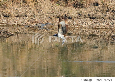埼玉県比企郡川島町越辺川の白鳥飛来地にて、水中に飛び込み魚を獲るタカ目のミサゴ 埼玉県比企郡川島町越辺川の白鳥飛来地にて、水中に飛び込み魚を獲るタカ目のミサゴ 98414754