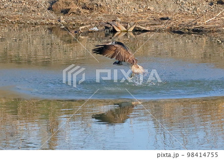 埼玉県比企郡川島町越辺川の白鳥飛来地にて、水中に飛び込み魚を獲るタカ目のミサゴ 埼玉県比企郡川島町越辺川の白鳥飛来地にて、水中に飛び込み魚を獲るタカ目のミサゴ 98414755