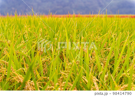 美しい秋景色 稲穂・田園風景と彼岸花風景「彼岸花の里(菊池市旭志伊坂区)」 美しい秋景色 稲穂・田園風景と彼岸花風景「彼岸花の里(菊池市旭志伊坂区)」 98414790
