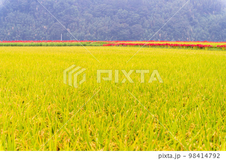 美しい秋景色　稲穂・田園風景と彼岸花風景「彼岸花の里（菊池市旭志伊坂区）」 98414792