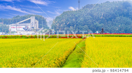 美しい秋景色　稲穂・田園風景と彼岸花風景「彼岸花の里（菊池市旭志伊坂区）」 98414794