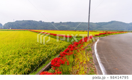 美しい秋景色　稲穂・田園風景と彼岸花風景「彼岸花の里（菊池市旭志伊坂区）」 98414795