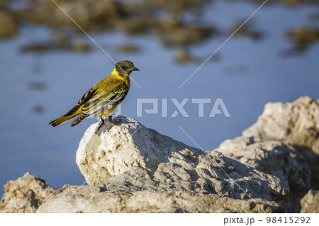 African Black headed Oriole in Kgalagadi transfrontier park, South Africa 98415292