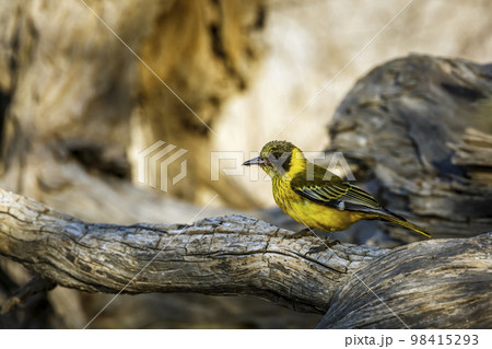 African Black headed Oriole in Kgalagadi transfrontier park, South Africa African Black headed Oriole in Kgalagadi transfrontier park, South Africa 98415293