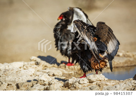 Bateleur Eagle in Kgalagadi transfrontier park, South Africa Bateleur Eagle in Kgalagadi transfrontier park, South Africa 98415307