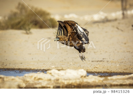 Bateleur Eagle in Kgalagadi transfrontier park, South Africa 98415326