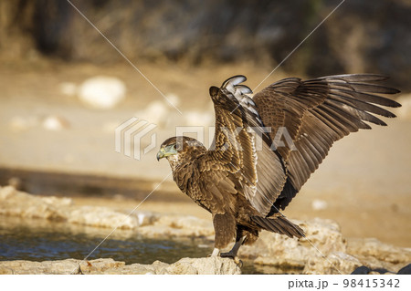 Bateleur Eagle in Kgalagadi transfrontier park, South Africa 98415342