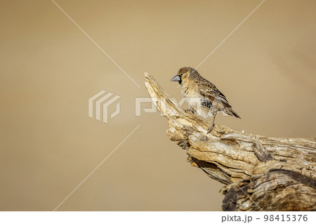 Sociable Weaver in Kgalagadi transfrontier park, South Africa 98415376