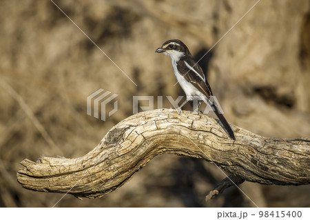 White browed Sparrow Weaver in Kgalagadi transfrontier park, South Africa White browed Sparrow Weaver in Kgalagadi transfrontier park, South Africa 98415400