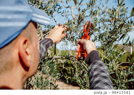man prunes an olive tree with pruning shears 98415581