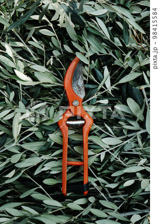 pruning shears and olive prunings 98415584