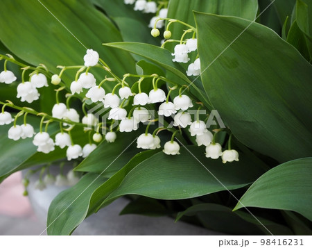 すずらん 98416231