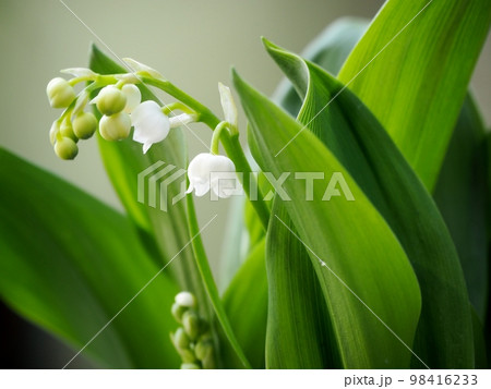 すずらん 98416233