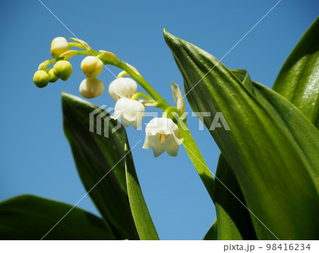 すずらん 98416234