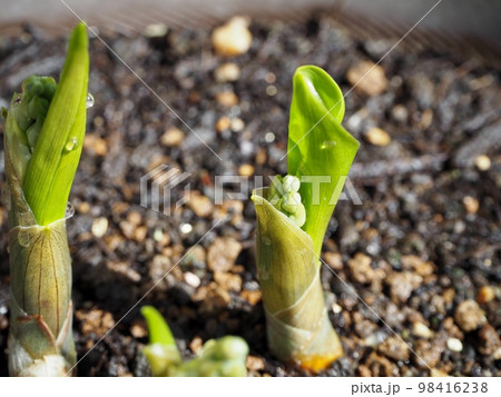 すずらんの花芽 98416238