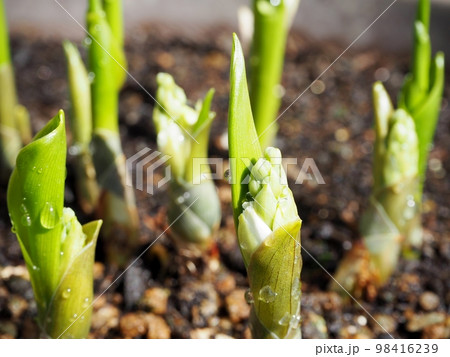 すずらんの花芽 98416239