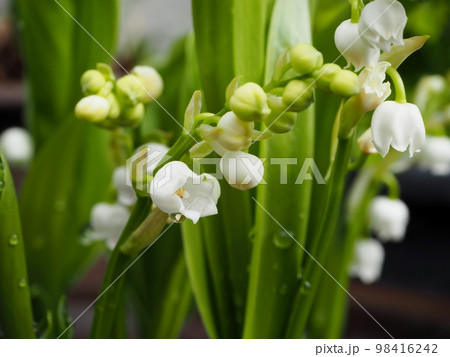 すずらんの蕾 98416242